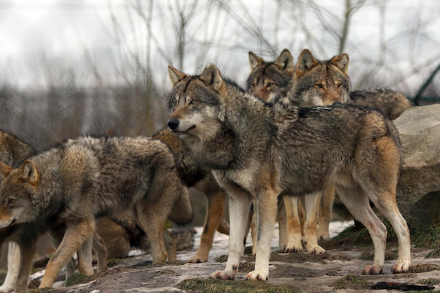 Naturschutz_Wolf_Wolfsrudel_iStockSymbolbild